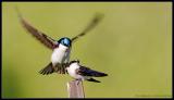 barn swallows