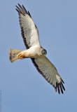 Northern Harrier (male)