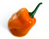 Habanero