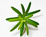 Yew leaves