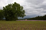 Near LIsle-sur-la-Sorgue