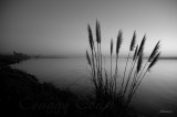 Pampus Grass at Ship Ashore