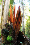 Redwood-Memorium