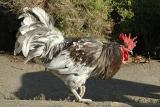 Rooster To Attack Dog