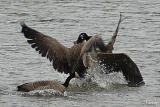 Goose him! Goose him! (03-04-06)