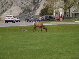 Yellowstone Park