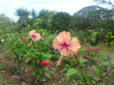 Isla de Ometepe