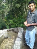 Processing coffee, Miraflor