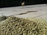 Drying coffee, Miraflor