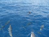 Dolphins, Baia dos Golphinhos