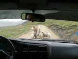 Lamas and sheep freak out in front of the car