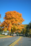 Pennsylvania - Lone tree in the fall roadway, Fall Colors