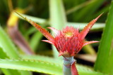 Cactus plant, Hawaii, USA