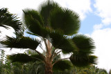 Wild Fig Palm, Hawaii, USA