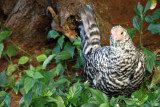 Grey hen, Hawaii, USA