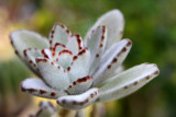 Soft petals, Cactus, Hawaii, USA