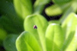 Spider web, Hawaii, USA