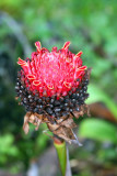 Torch like flower, Hawaii, USA
