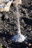 Dying Haleakala Silversword - ahinahina, Hawaii, USA