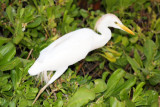Egret, Hawaii, USA