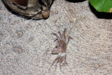 Crab, Hawaii, USA
