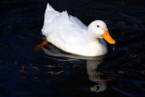 Spring 2009 - A ducks Sunday swim