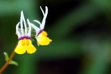 Root flowers, Chicago Botanical Garden