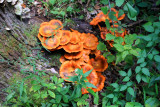 Orange mushrooms, Starved Rock State Park, IL