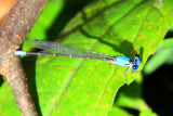 Dragonfly, Starved Rock State Park, IL