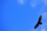 Hawk in the sky, Starved Rock State Park, IL