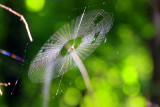 Web flower, Starved Rock State Park, IL