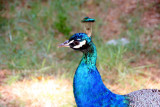 Peacock, Lokrum Island