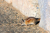 Bear Tooth Highway, Montana - Squirrel pops out