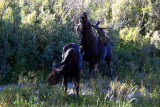 Grand Teton National Park, Wyoming - Moose Junction