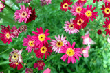 Grand Teton National Park, Wyoming - flowers at Jackson Lodge