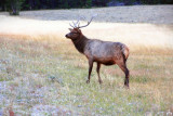 Elk - Yellowstone National Park
