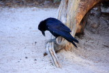 Raven - Yellowstone National Park