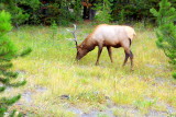 Elk, West Thumb area - Yellowstone National Park