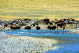 Bison refuelling in Lamar River, Lamar Valley - Yellowstone National Park