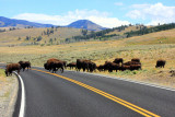 Bison in traffic - Yellowstone National Park