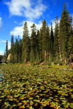 Isa Lake, Great Continental Divide - Yellowstone National Park