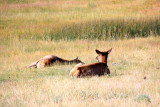 Deer in Hayden Valley - Yellowstone National Park