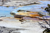 Mammoth Hot Springs - Yellowstone National Park