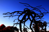 Morton Arboretum - Steel Roots