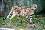 Philadelphia zoo - Cheetah