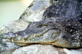 Philadelphia zoo - Crocodile