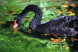 Philadelphia zoo - Black Swan