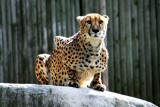 Philadelphia zoo - Cheetah