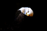Philadelphia zoo - The Bald Eagle