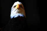 Philadelphia zoo - Americas National Bird - the Bald Eagle